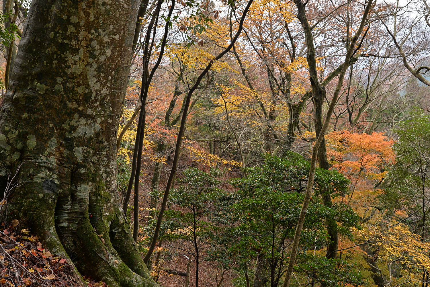秋の能勢妙見山ブナ林