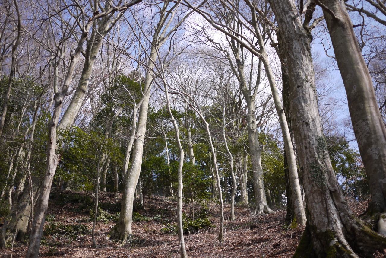 ブナ林観測日和