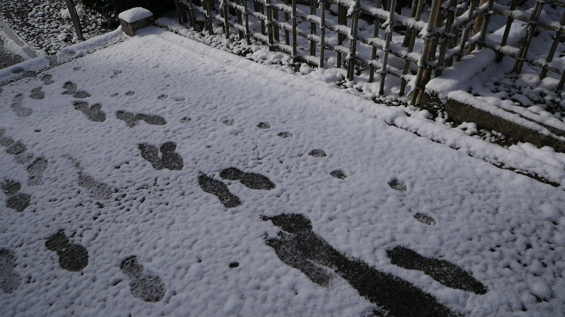 今年最後の保護活動は、雪のため中止でした【保護活動日記12月】
