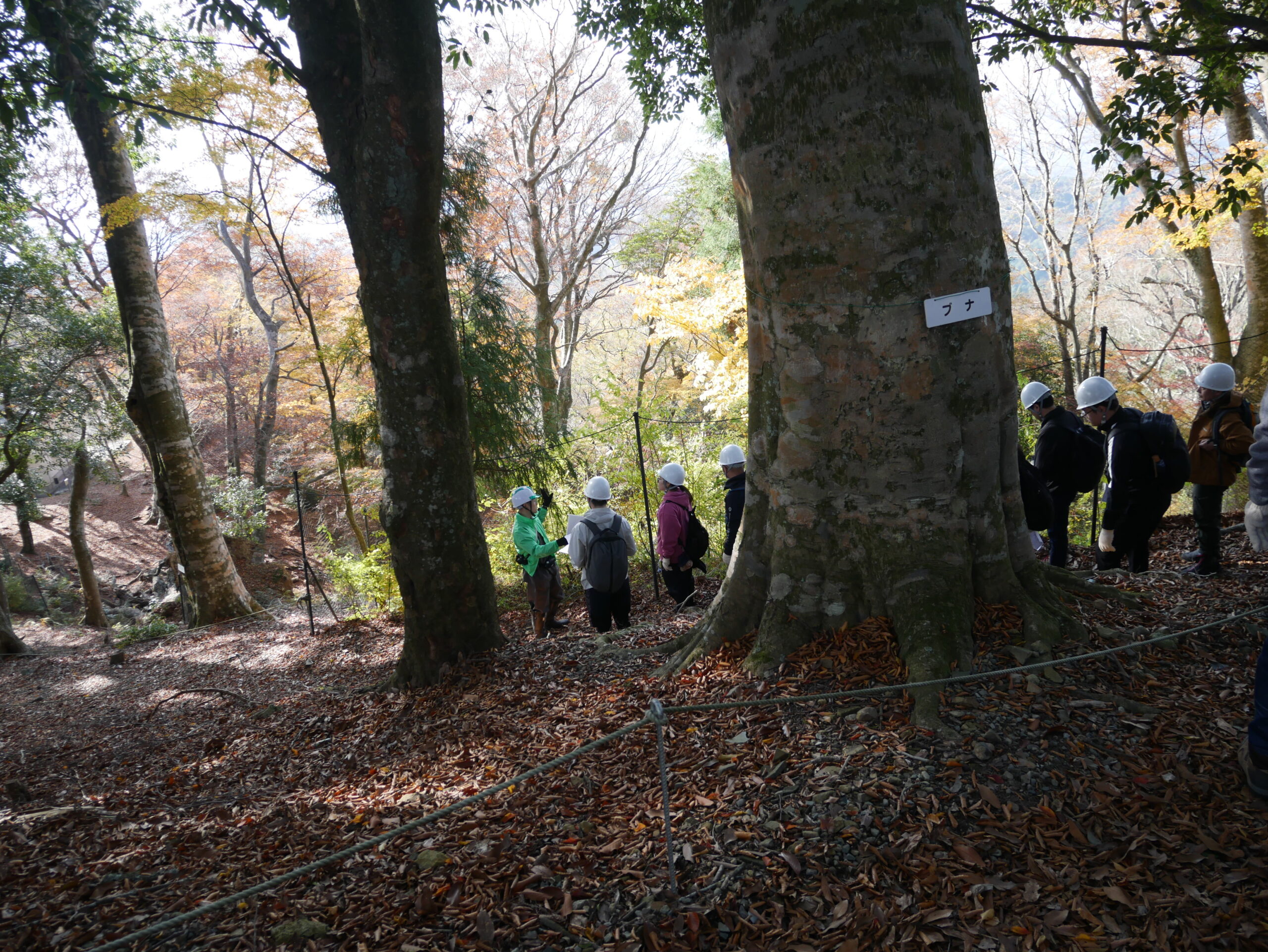 パナソニック エナジー様ブナ林視察