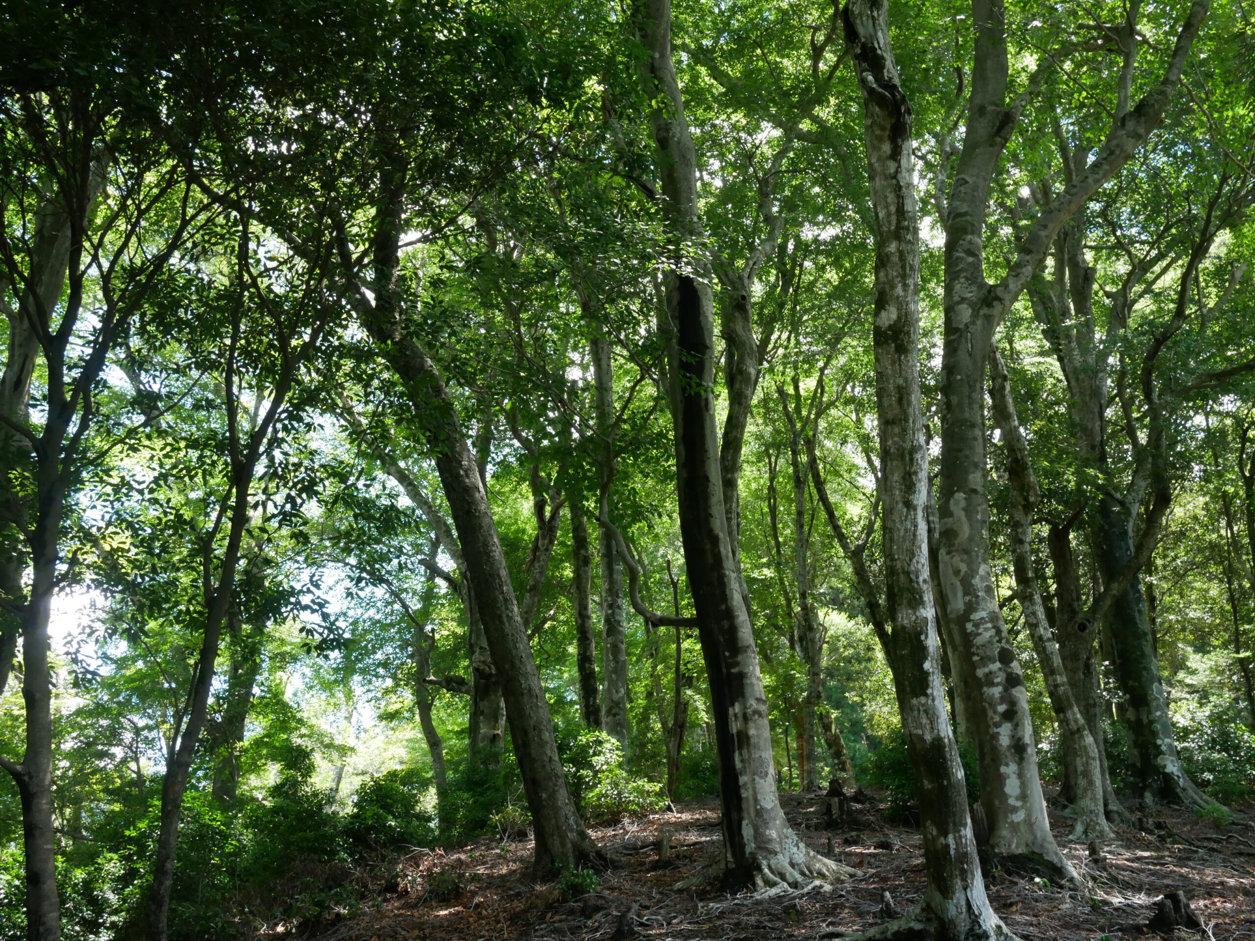 マイクロソフトの支援プログラムに採択！