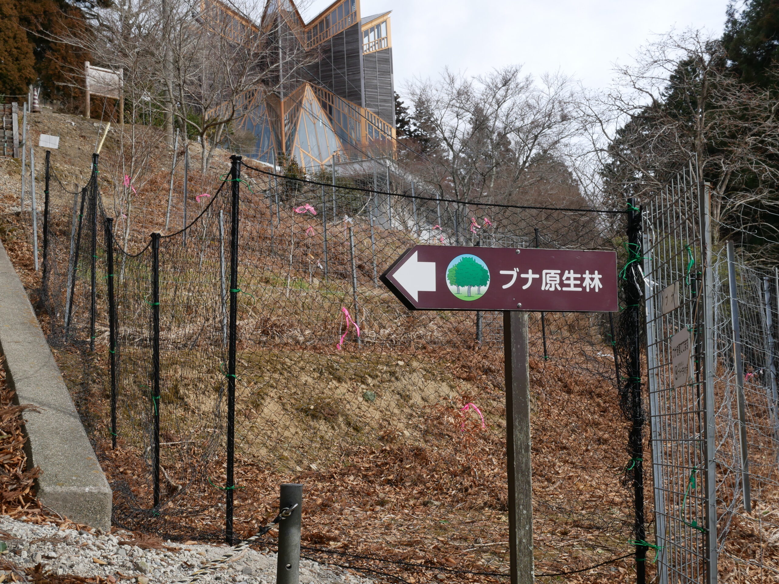 １月の保護活動